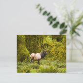 Bull Roosevelt Elk Stehend auf Wiese Postkarte (Stehend Vorderseite)