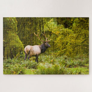 Bull Roosevelt Elk Stehend auf Wiese Puzzle