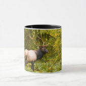 Bull Roosevelt Elk Stehend auf Wiese Tasse (Zentrum)