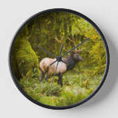 Bull Roosevelt Elk Stehend auf Wiese Uhr (Vorderseite)