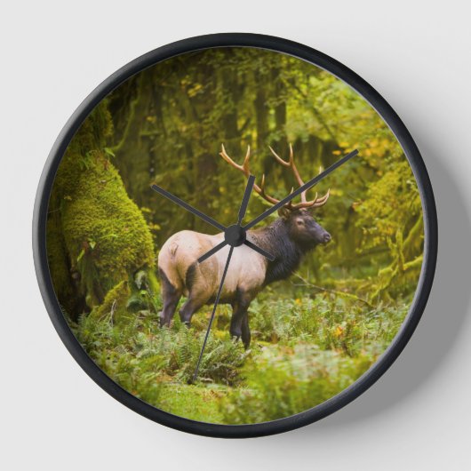 Bull Roosevelt Elk Stehend auf Wiese Uhr (Vorderseite)