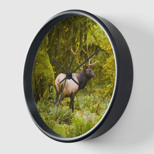 Bull Roosevelt Elk Stehend auf Wiese Uhr (Winkel)