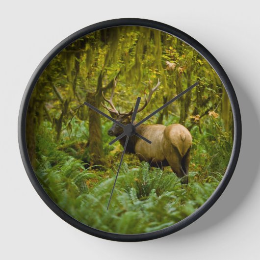 Bull Roosevelt Elk Uhr (Vorderseite)