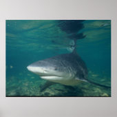 Bull Shark - Carcharhinus leucas Poster (Vorne)