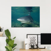 Bull Shark - Carcharhinus leucas Poster (Heimbüro)