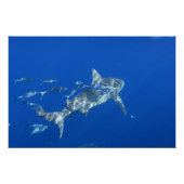 Bull Shark Fotograf Poster (Vorderseite)