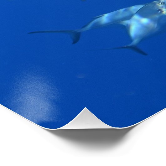 Bull Shark Fotograf Poster (Ecke)