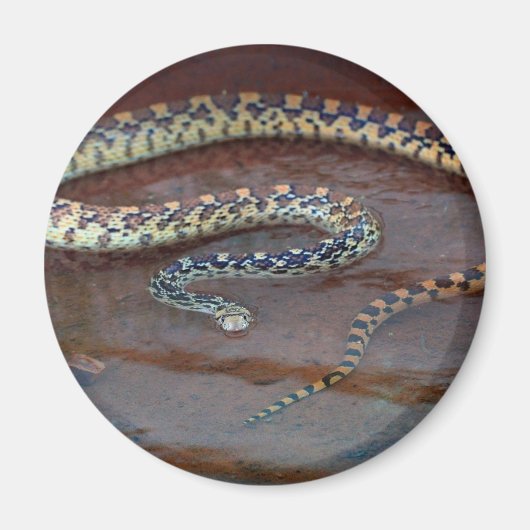 Bull Snake Magnet (Vorne)