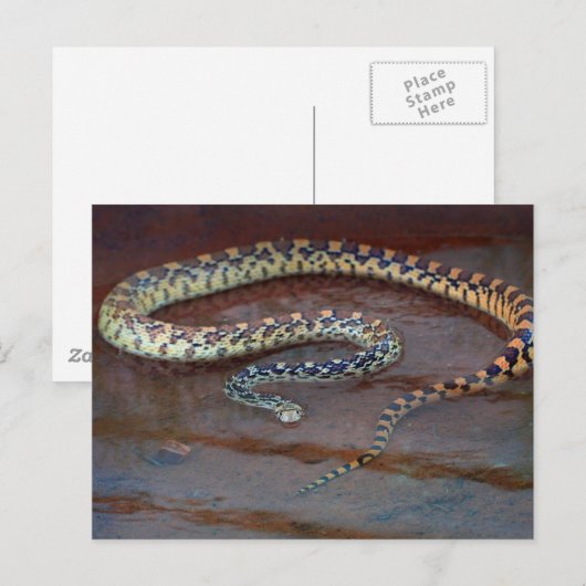 Bull Snake Postkarte (Vorne/Hinten)