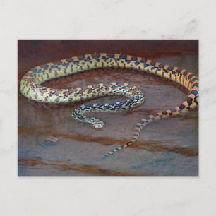Bull Snake Postkarte
