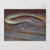 Bull Snake Postkarte (Vorderseite)