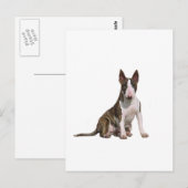 Bull Terrier (B) - Brindle und Weiß Postkarte (Vorne/Hinten)