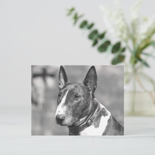 Bull Terrier Dog Postkarte (Stehend Vorderseite)