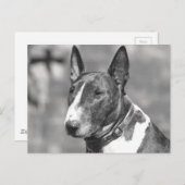 Bull Terrier Dog Postkarte (Vorne/Hinten)