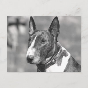 Bull Terrier Dog Postkarte