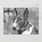 Bull Terrier Dog Postkarte (Vorderseite)