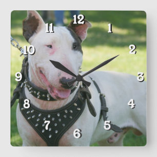 Bull Terrier dog square clock Quadratische Wanduhr