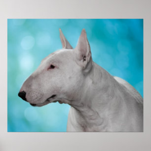 Bull Terrier Druck Poster