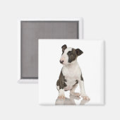 Bull Terrier Magnet (Vorderseite/Rückseite)