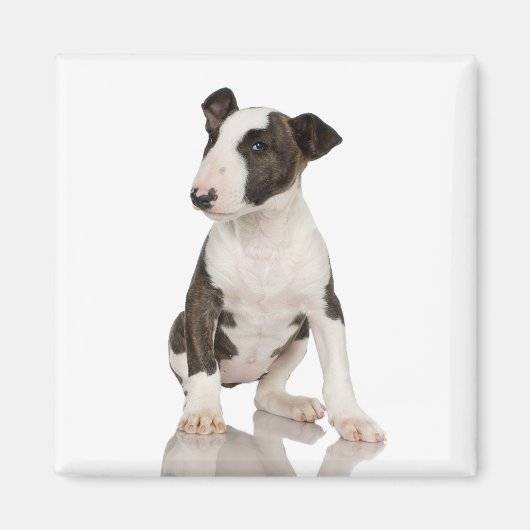 Bull Terrier Magnet (Vorne)