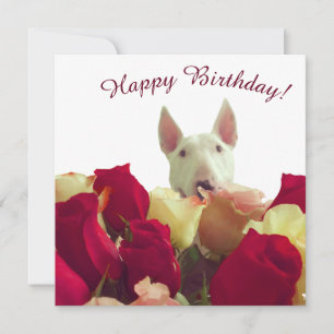 Bull Terrier mit Rose - Happy Birthday!