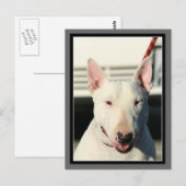 Bull Terrier Postcard Postkarte (Vorne/Hinten)