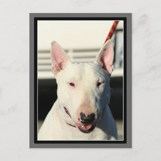 Bull Terrier Postcard Postkarte (Vorderseite)