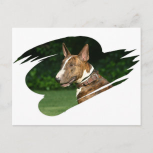 Bull Terrier Postcard Postkarte