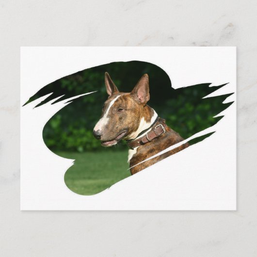 Bull Terrier Postcard Postkarte (Vorderseite)