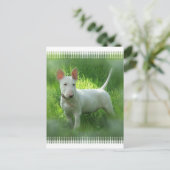 Bull Terrier Postcard Postkarte (Stehend Vorderseite)