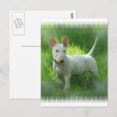 Bull Terrier Postcard Postkarte (Vorne/Hinten)