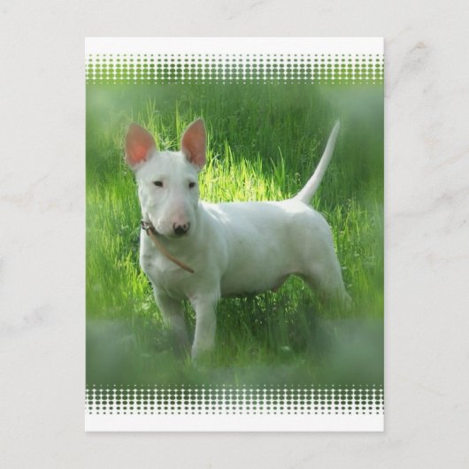 Bull Terrier Postcard Postkarte (Vorderseite)