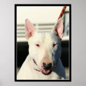 Bull Terrier Poster (Vorne)