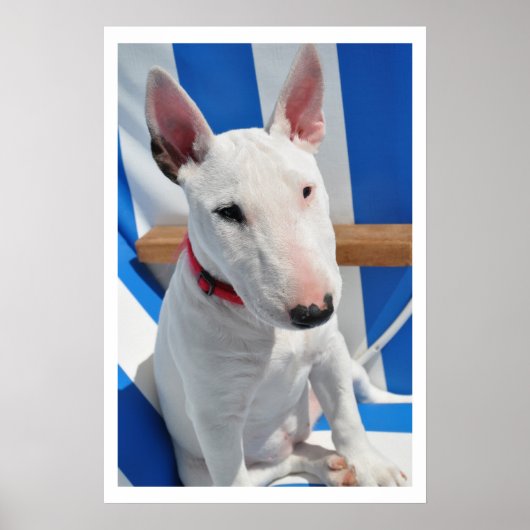 Bull Terrier Poster (Vorne)