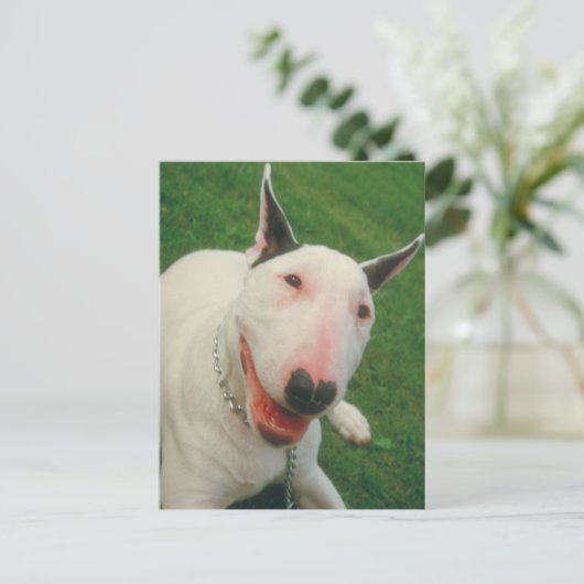 Bull Terrier Postkarte (Stehend Vorderseite)