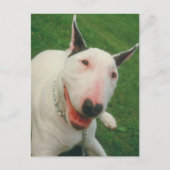 Bull Terrier Postkarte (Vorderseite)