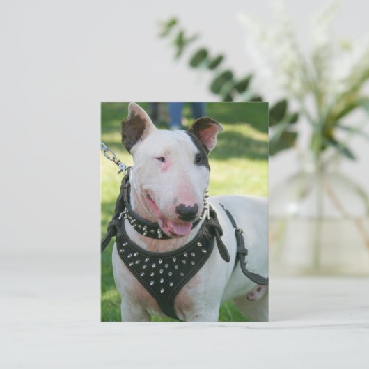 Bull Terrier Postkarte (Stehend Vorderseite)