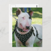 Bull Terrier Postkarte (Vorne/Hinten)
