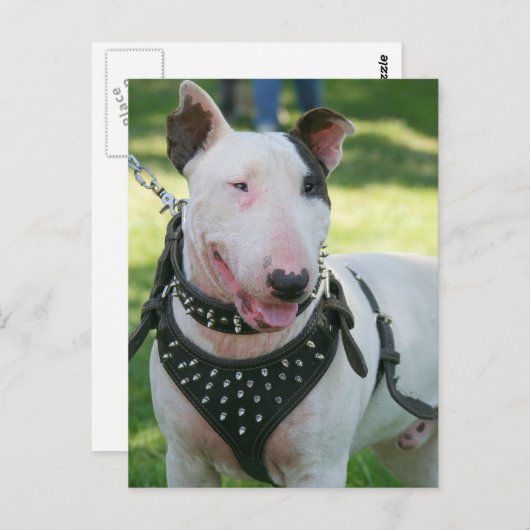 Bull Terrier Postkarte (Vorne/Hinten)