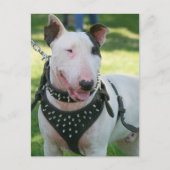 Bull Terrier Postkarte (Vorderseite)