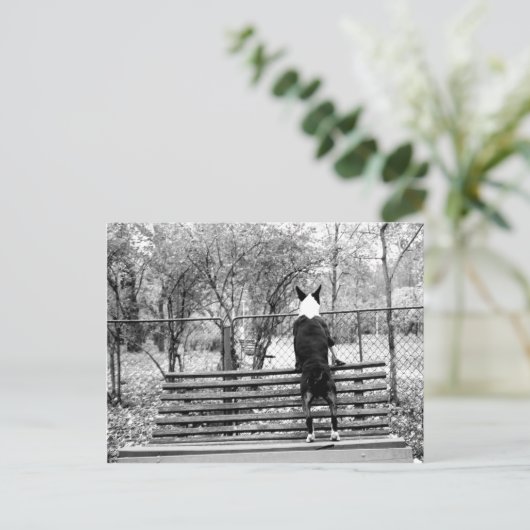 Bull Terrier Postkarte (Stehend Vorderseite)