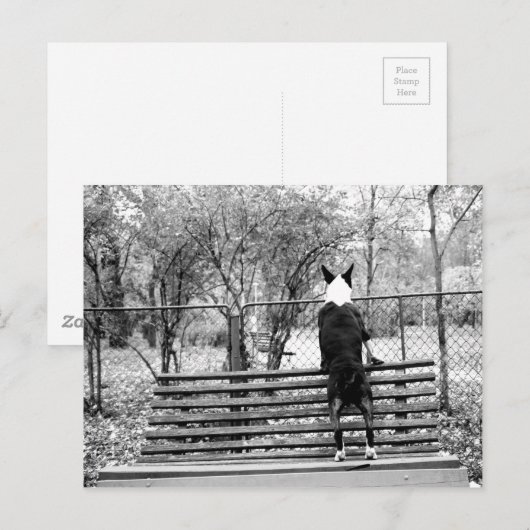 Bull Terrier Postkarte (Vorne/Hinten)