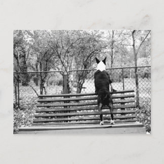 Bull Terrier Postkarte