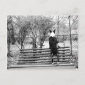 Bull Terrier Postkarte (Vorderseite)