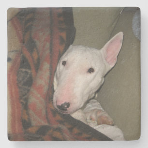 Bull Terrier schluckte unter eine Decke (Farbe) Steinuntersetzer