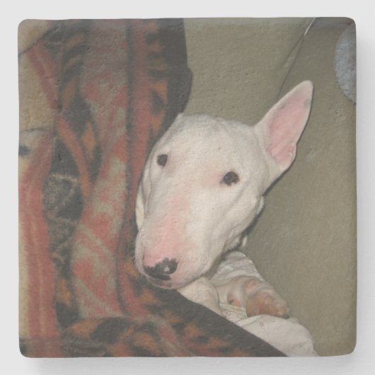 Bull Terrier schluckte unter eine Decke (Farbe) Steinuntersetzer (Vorderseite)