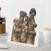 Bull Terrier Sockelschild (In Situ)