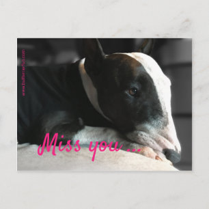 Bull Terrier vermisst Postkarte