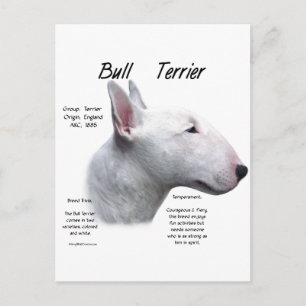 Bull Terrier (wht) History Design Postkarte