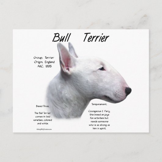 Bull Terrier (wht) History Design Postkarte (Vorderseite)